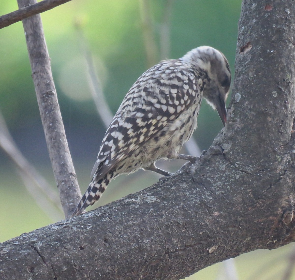 Checkered Woodpecker - ML642400239