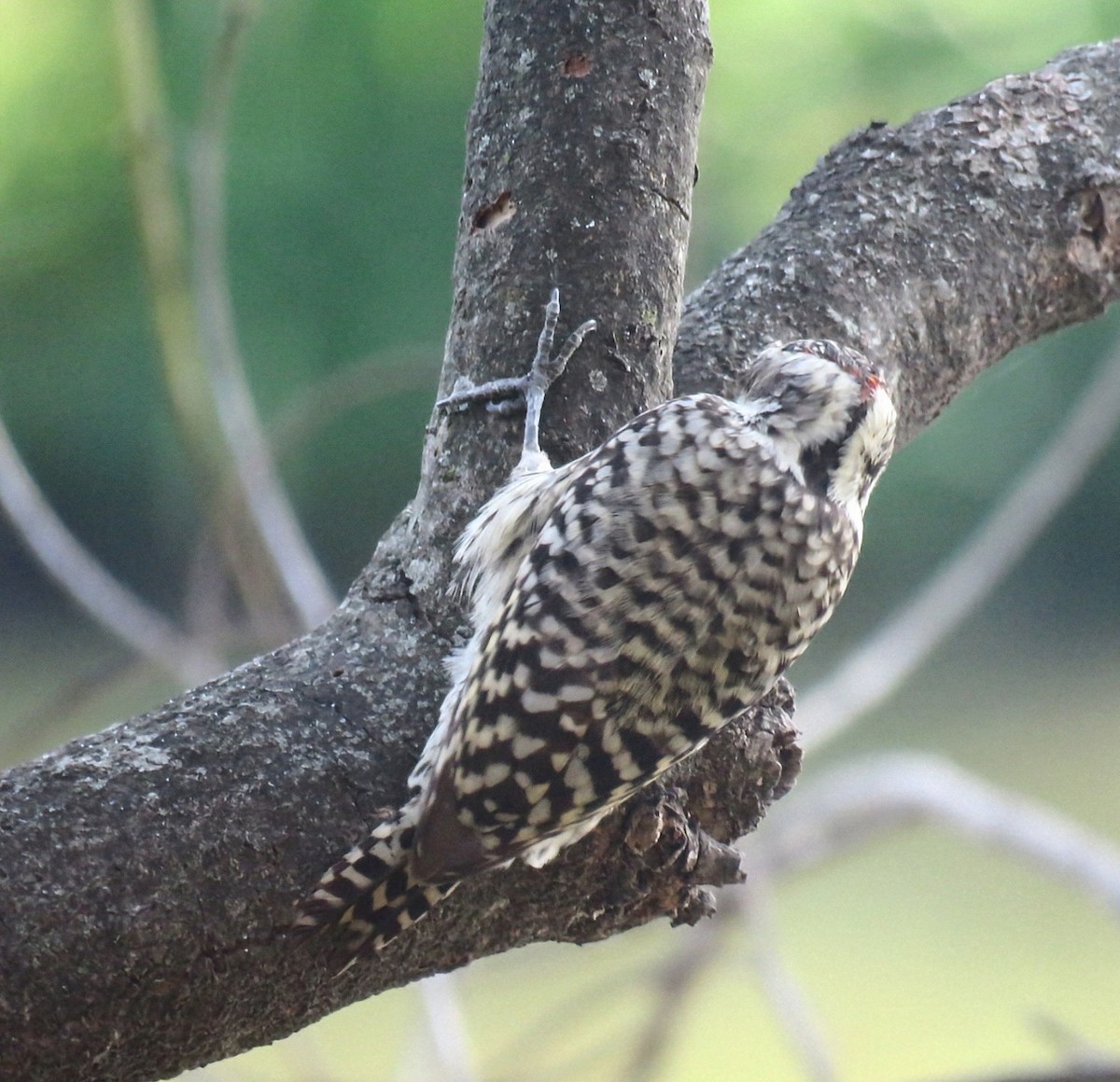 Checkered Woodpecker - ML642400240