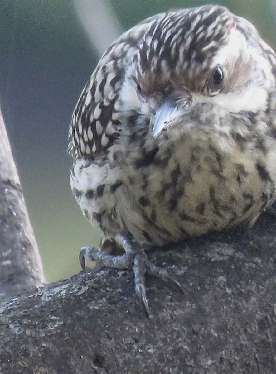 Checkered Woodpecker - ML642400242