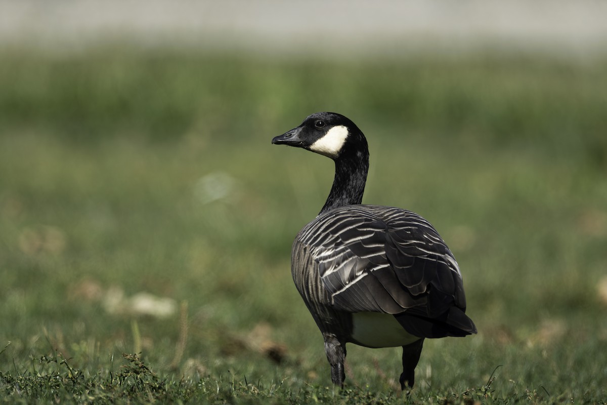 Cackling Goose - ML642400260
