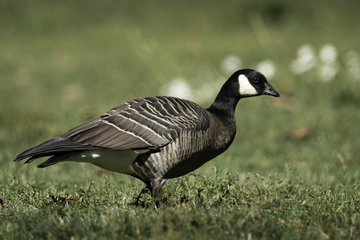 Cackling Goose - ML642400261