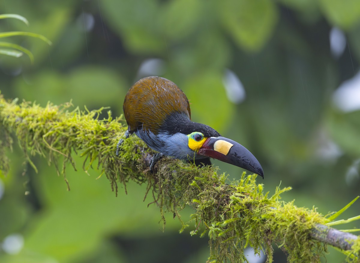 Plate-billed Mountain-Toucan - ML642400262