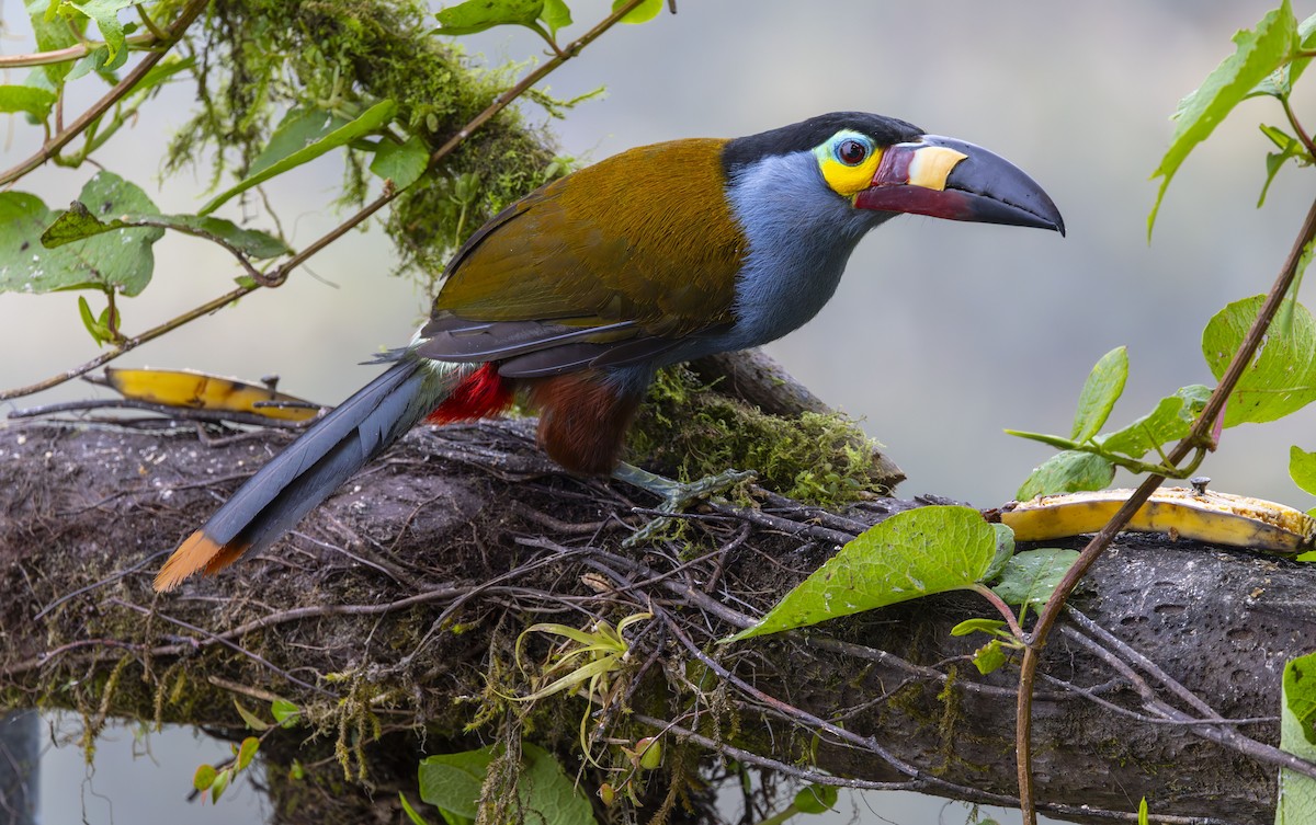 Plate-billed Mountain-Toucan - ML642400266