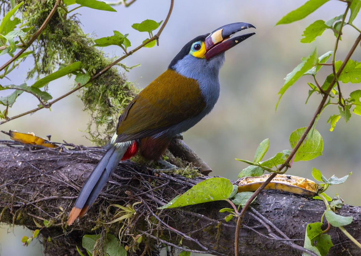 Plate-billed Mountain-Toucan - ML642400271