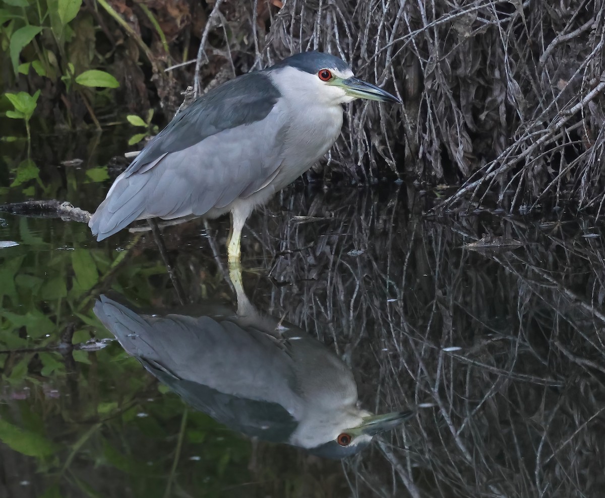 Black-crowned Night Heron - ML642400277