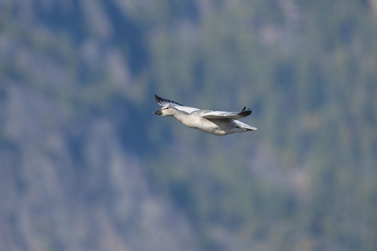 Snow Goose - ML642400282