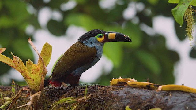 Plate-billed Mountain-Toucan - ML642400284