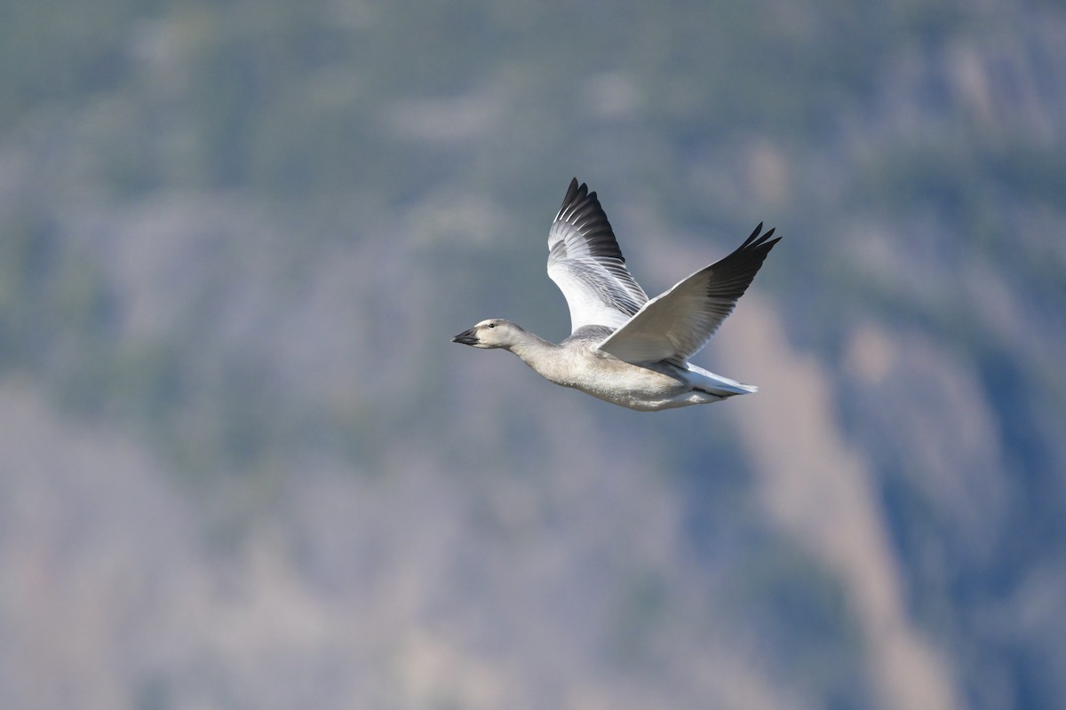 Snow Goose - ML642400286
