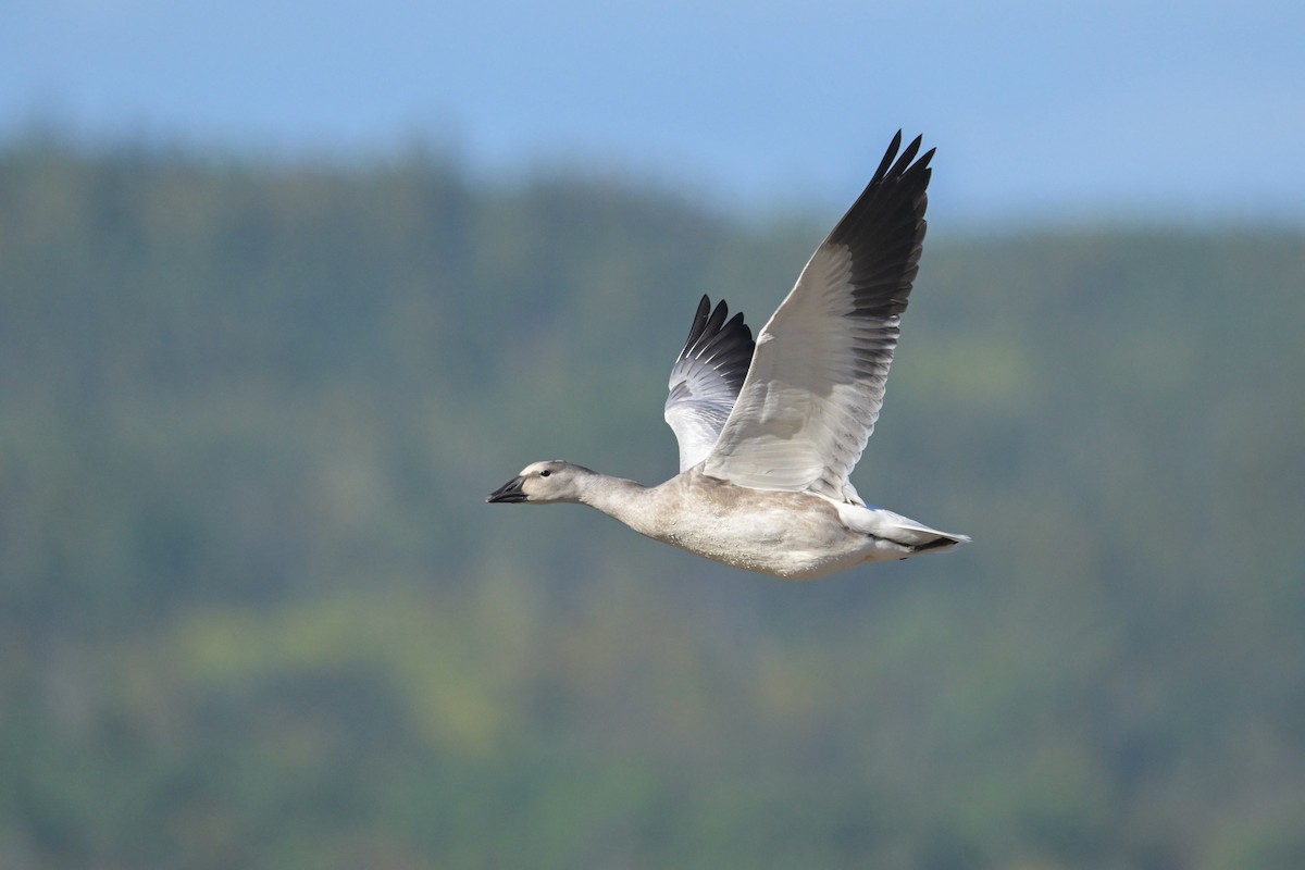 Snow Goose - ML642400289