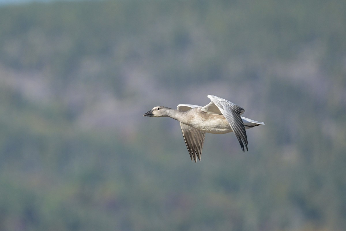 Snow Goose - ML642400290