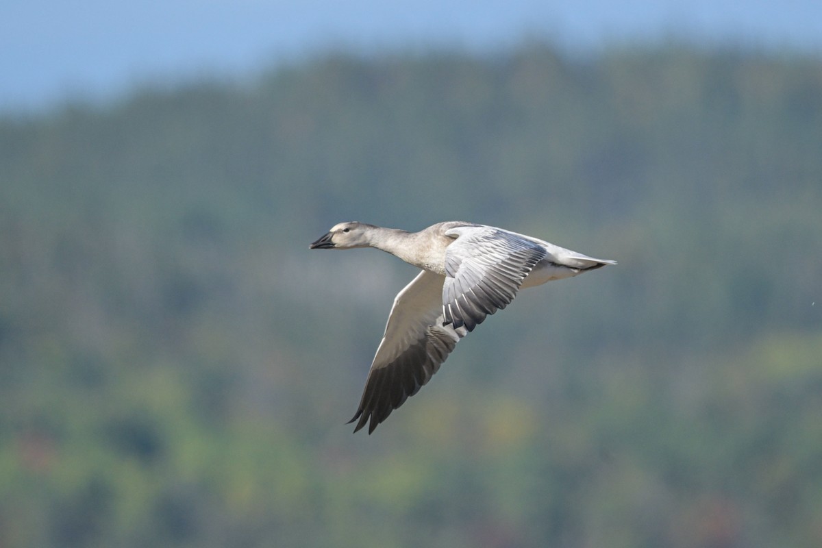 Snow Goose - ML642400301
