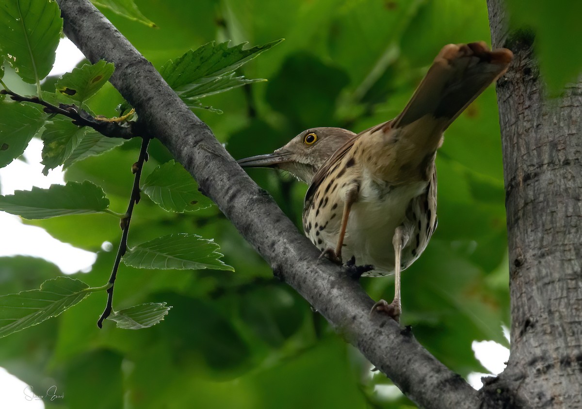 Brown Thrasher - ML642400360