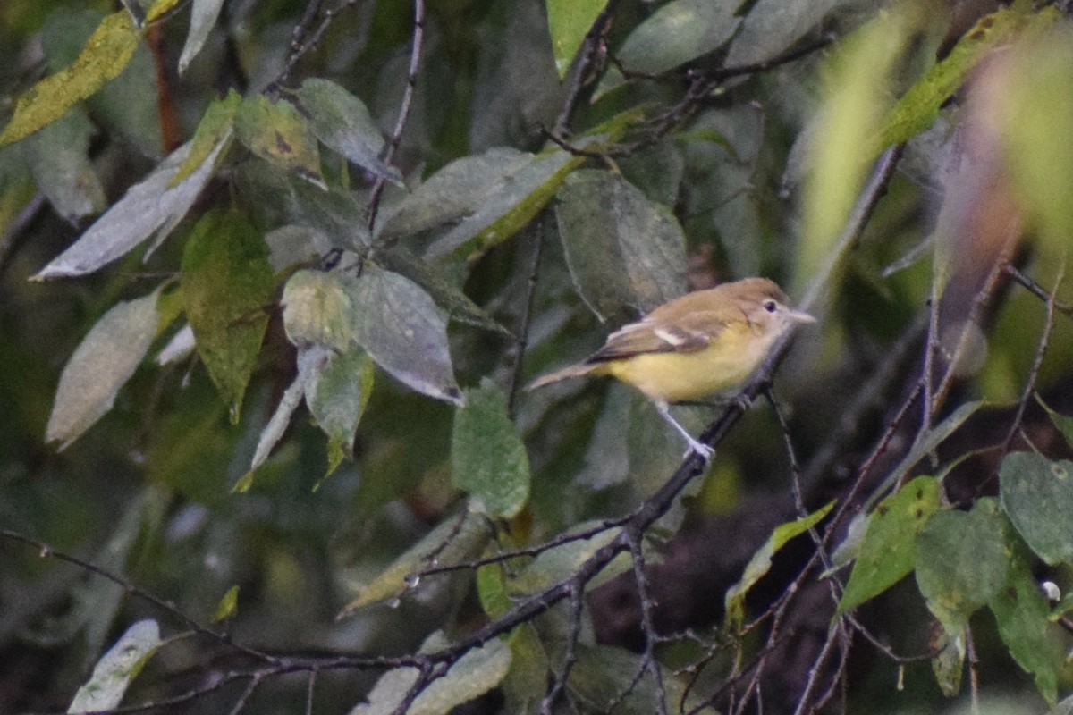 Bell's Vireo - ML642400361