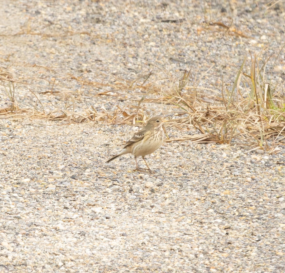 Pipit d'Amérique - ML642400363