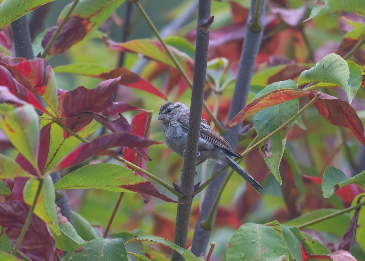 Chipping Sparrow - ML642400364