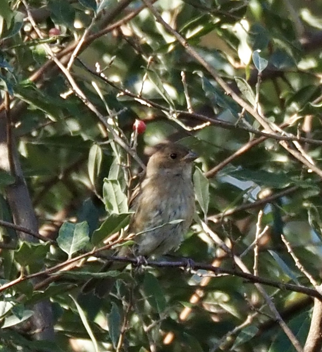 Indigo Bunting - ML642400375