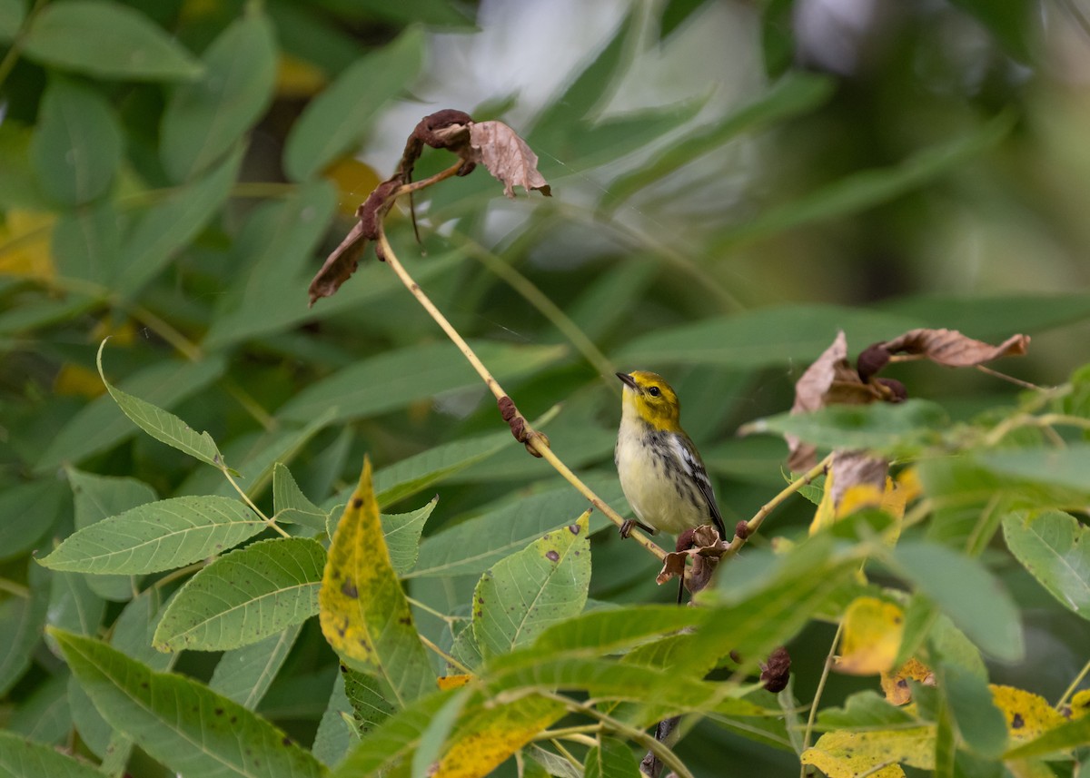 Black-throated Green Warbler - ML642400378