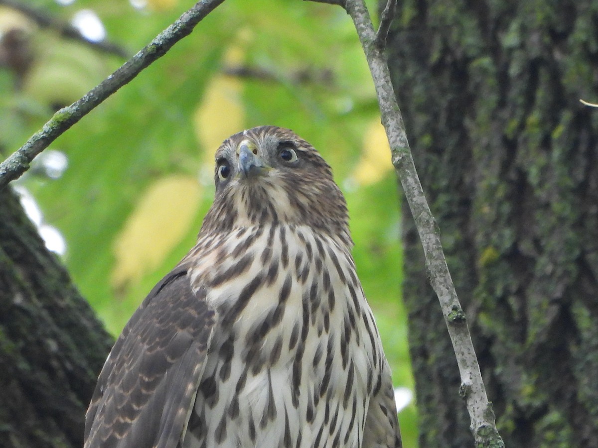 Cooper's Hawk - ML642400382