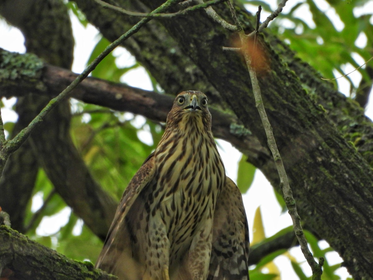 Cooper's Hawk - ML642400383