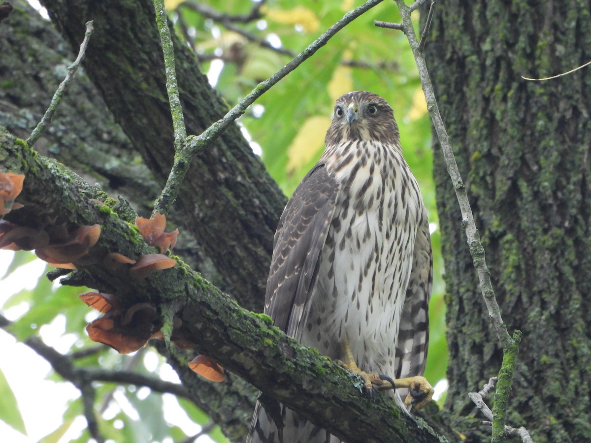 Cooper's Hawk - ML642400384