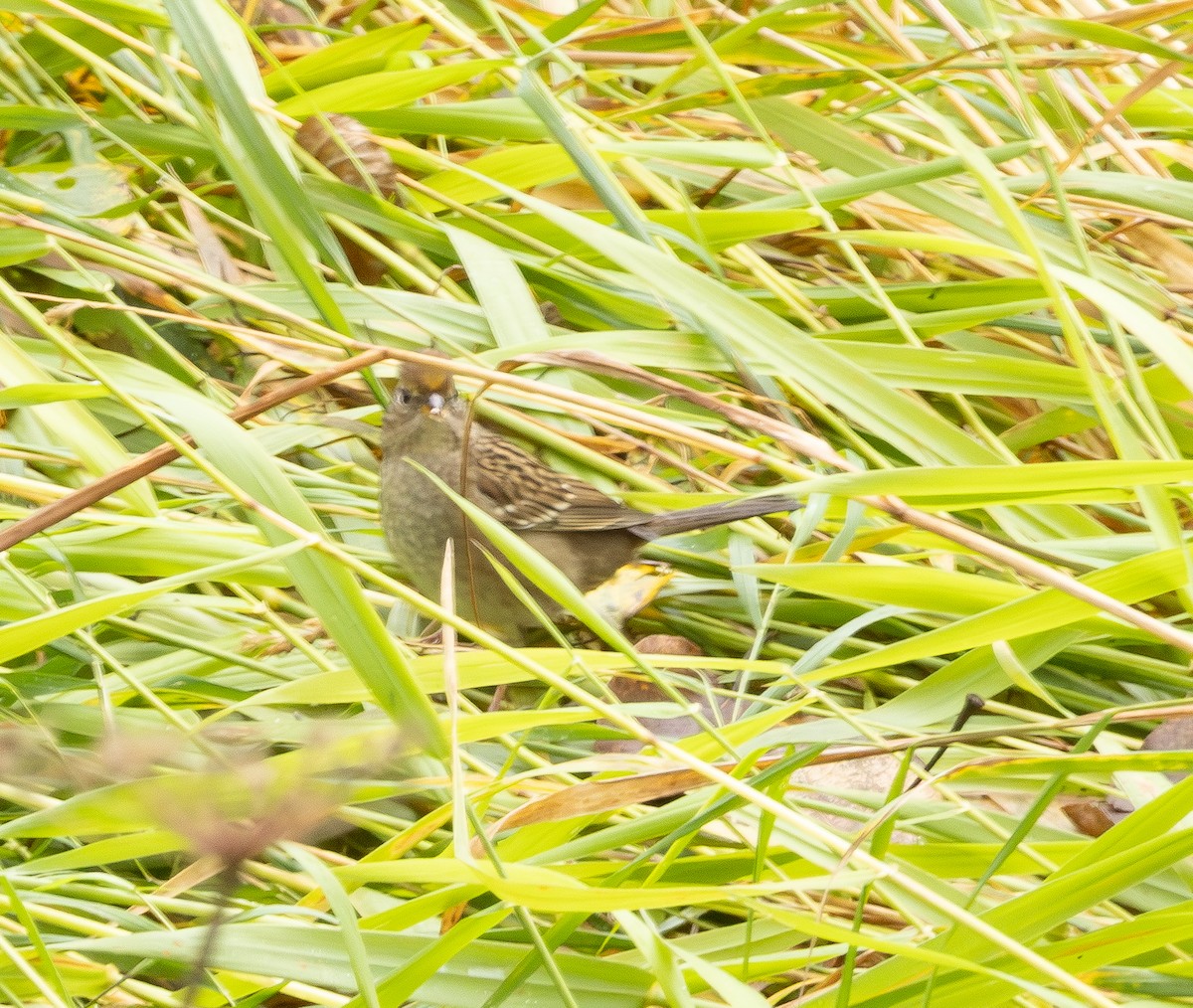 Bruant à couronne dorée - ML642400393