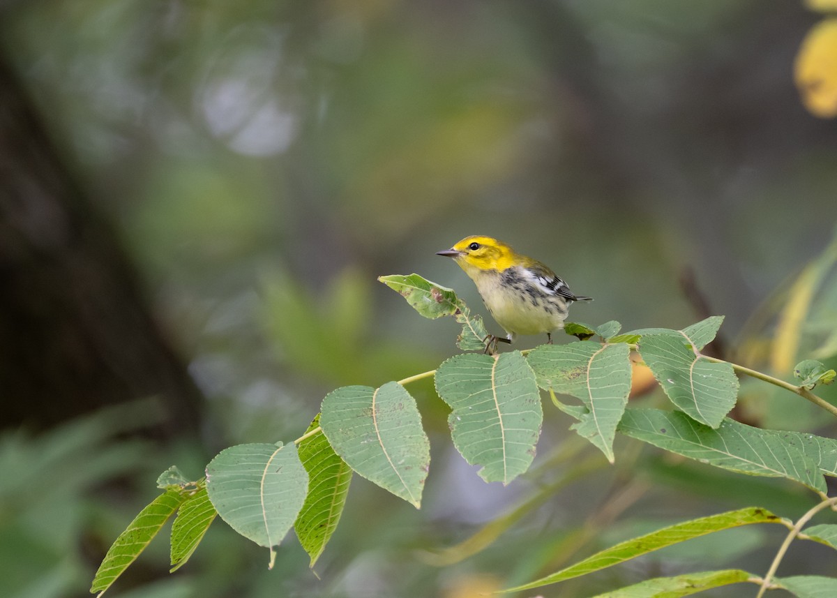 Black-throated Green Warbler - ML642400398