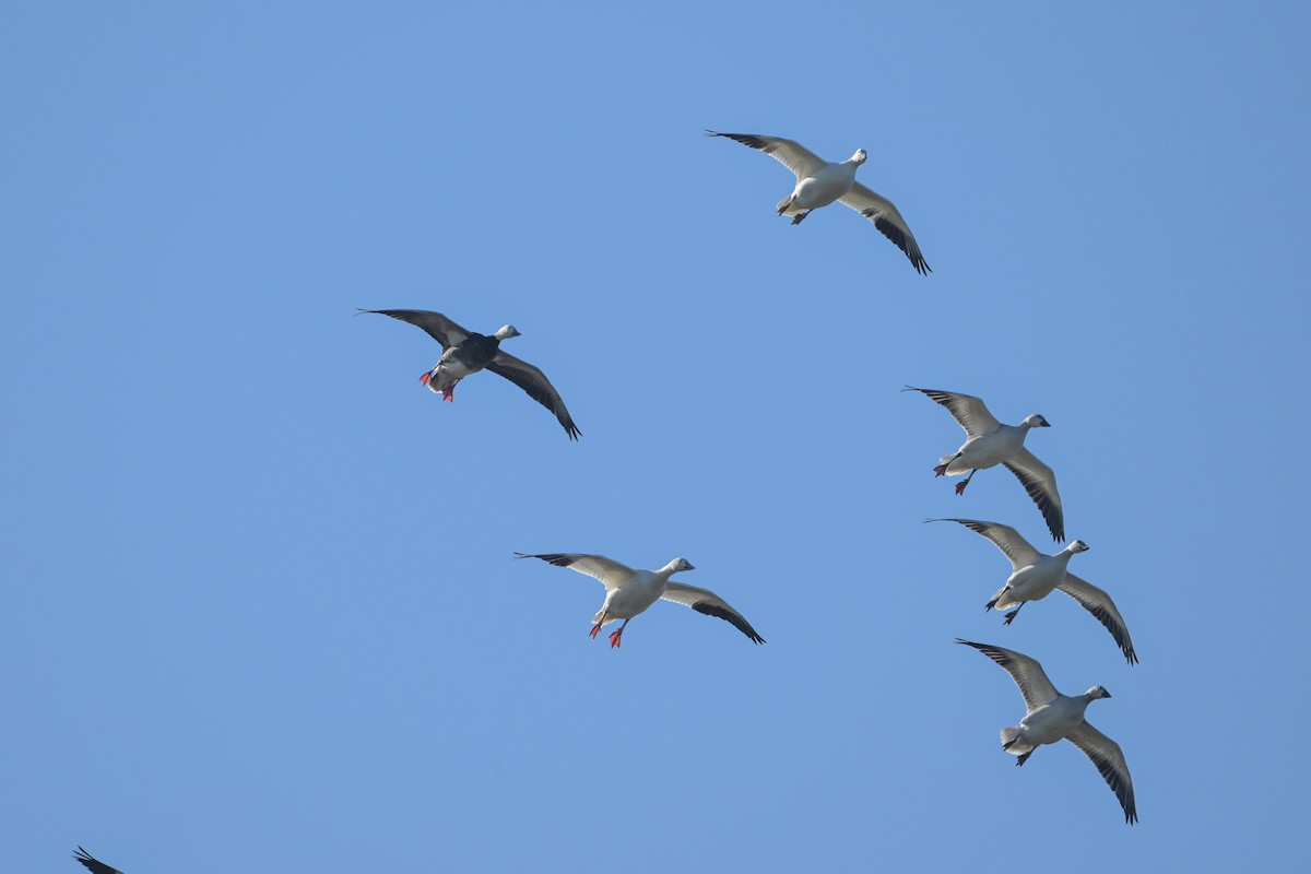 Snow Goose - ML642400402