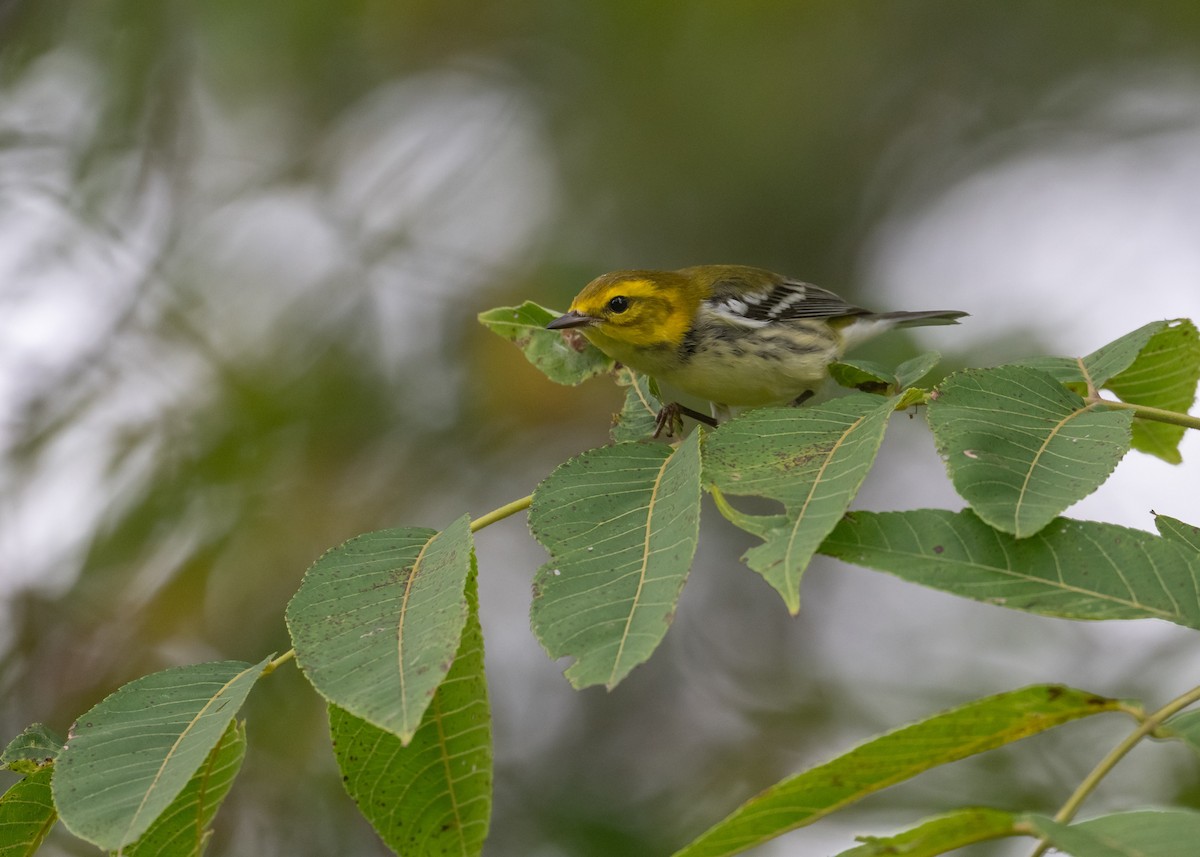 Black-throated Green Warbler - ML642400406