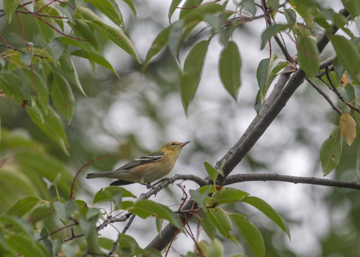 Bay-breasted Warbler - ML642400407