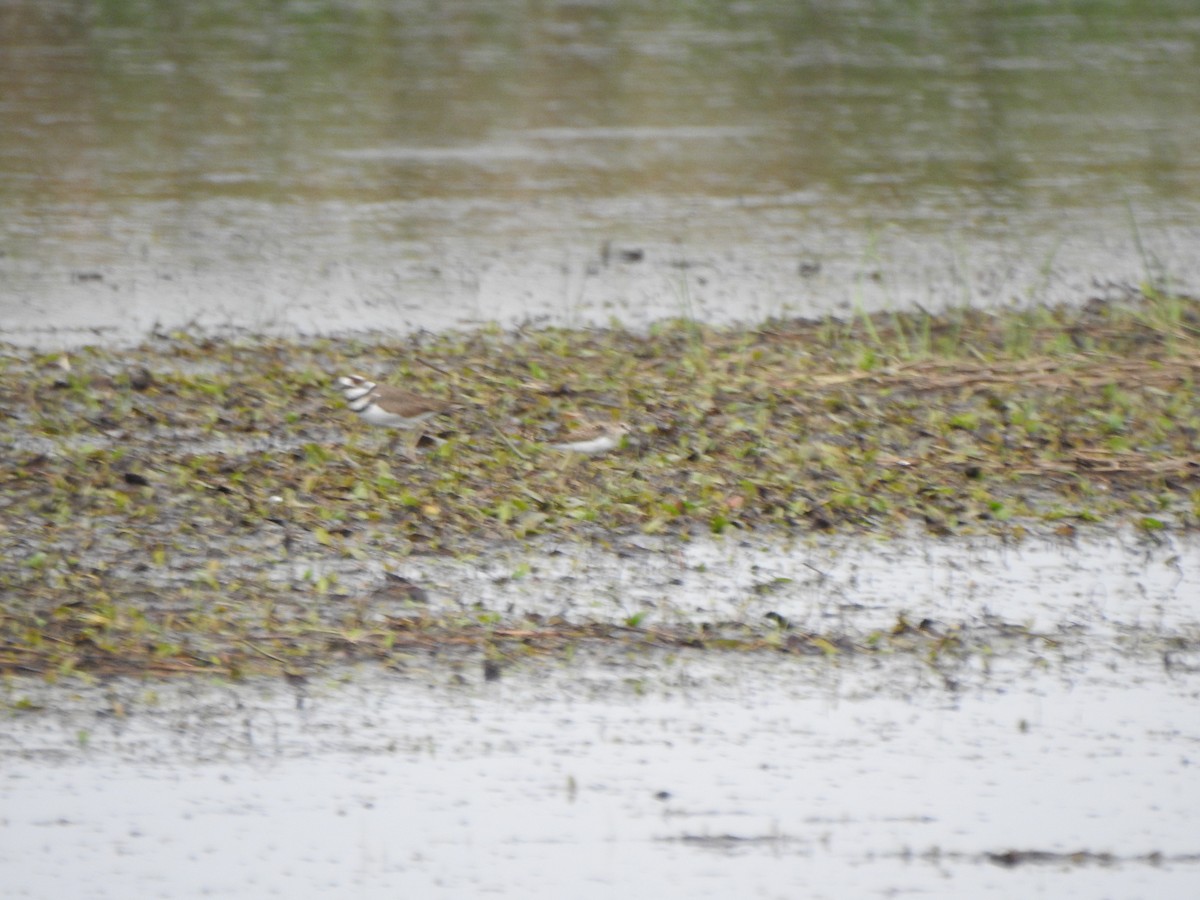 Least Sandpiper - ML642400429