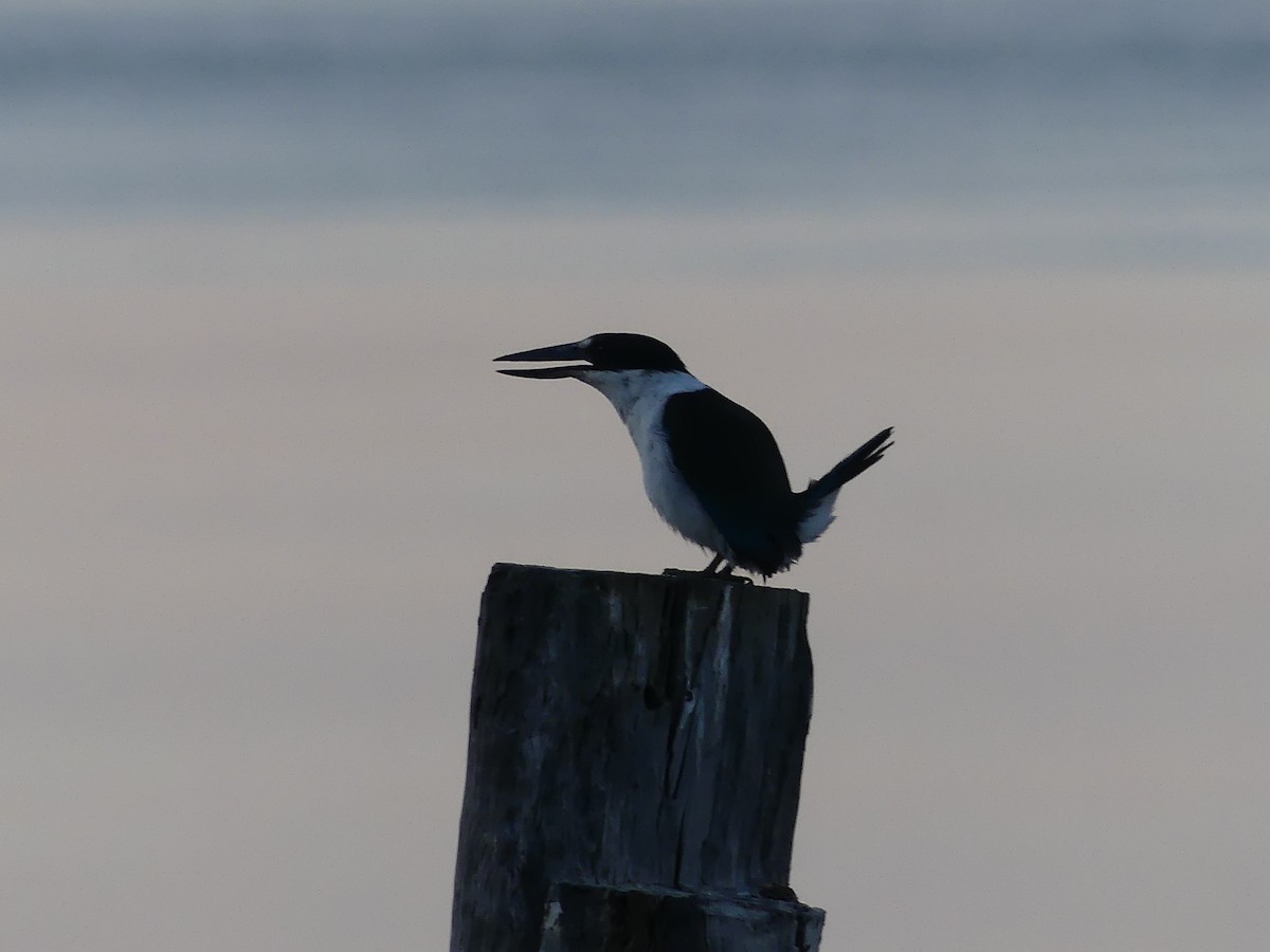 Torresian Kingfisher - ML642400452