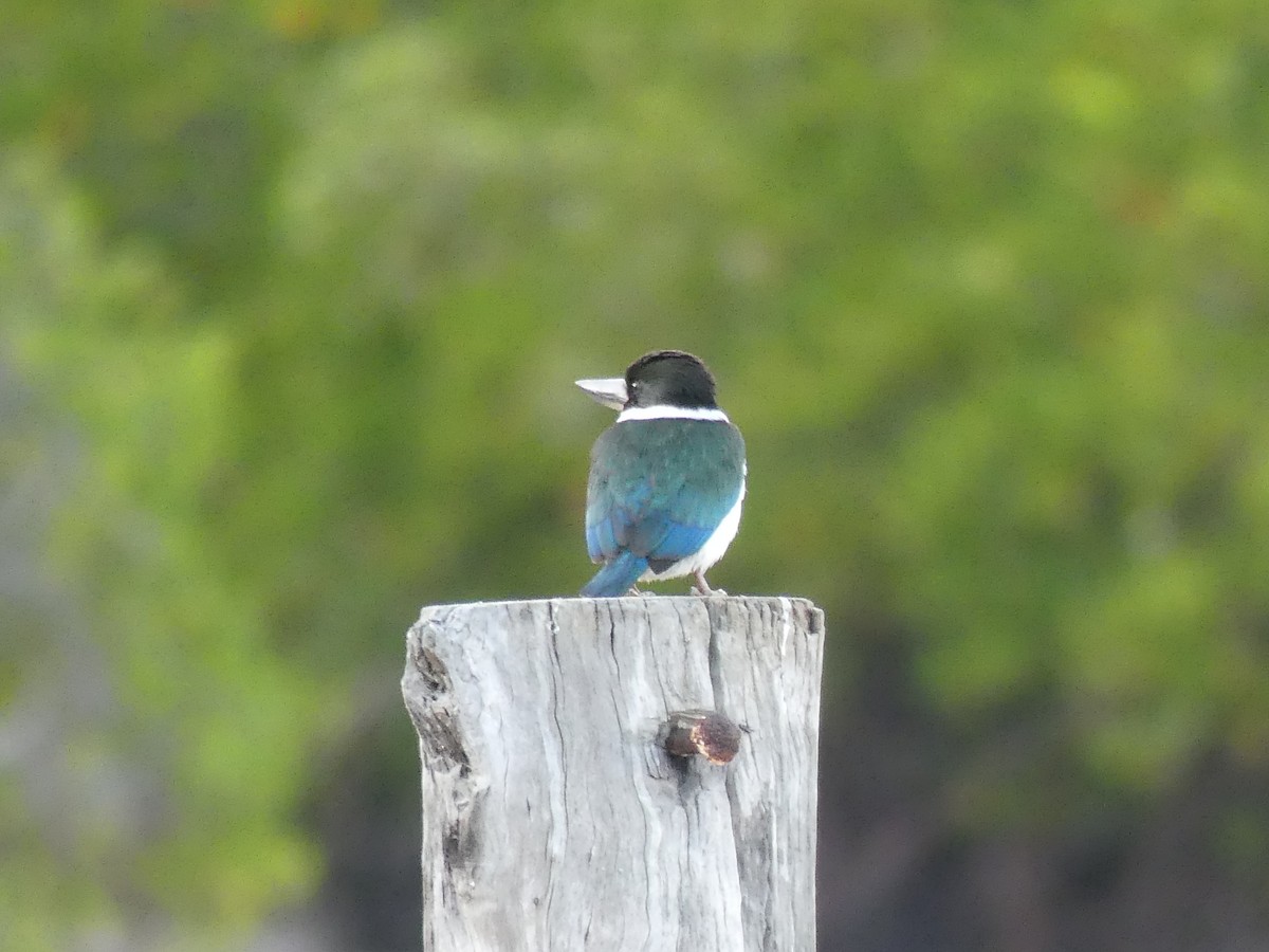 Torresian Kingfisher - ML642400453
