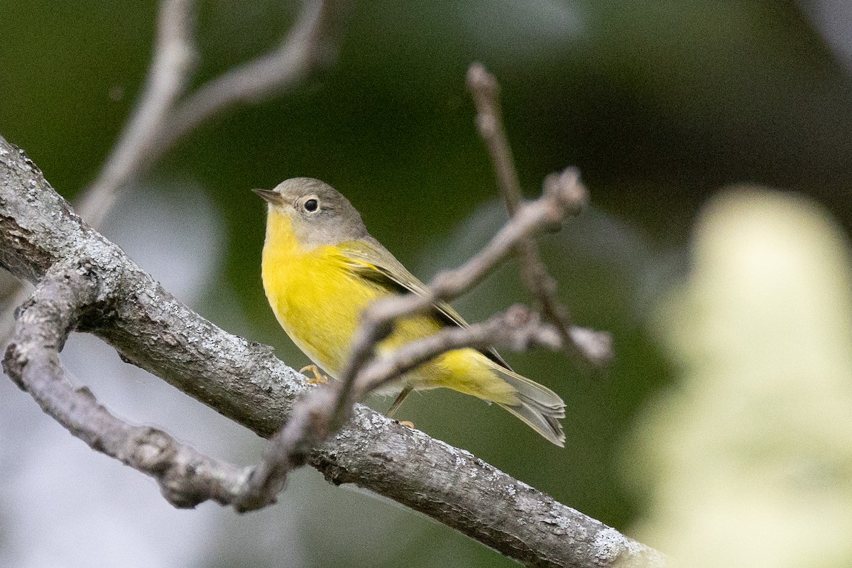 Nashville Warbler - ML642400456