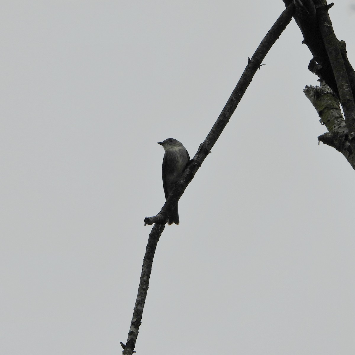 Eastern Wood-Pewee - ML642400457
