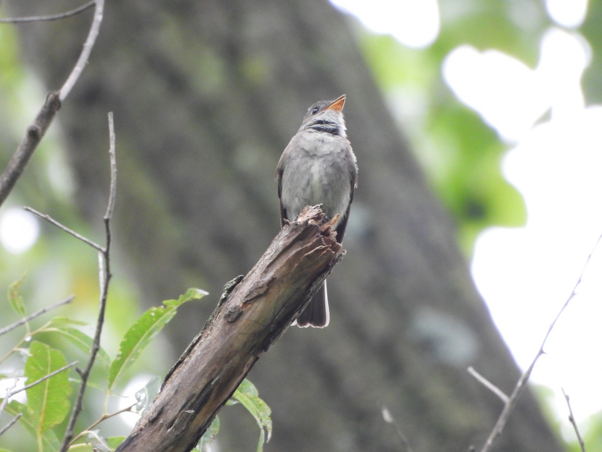 Eastern Wood-Pewee - ML642400458