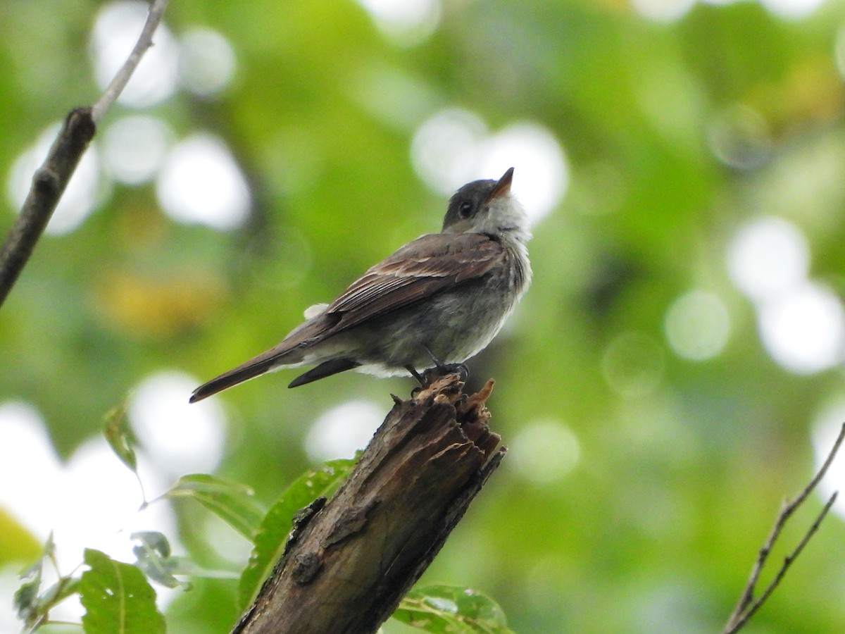 Eastern Wood-Pewee - ML642400459