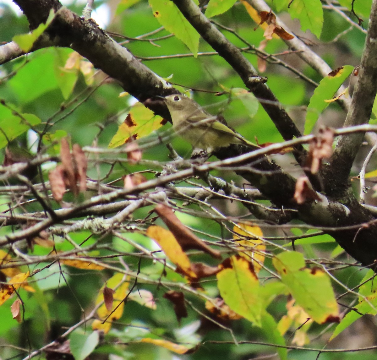 Ruby-crowned Kinglet - ML642400462