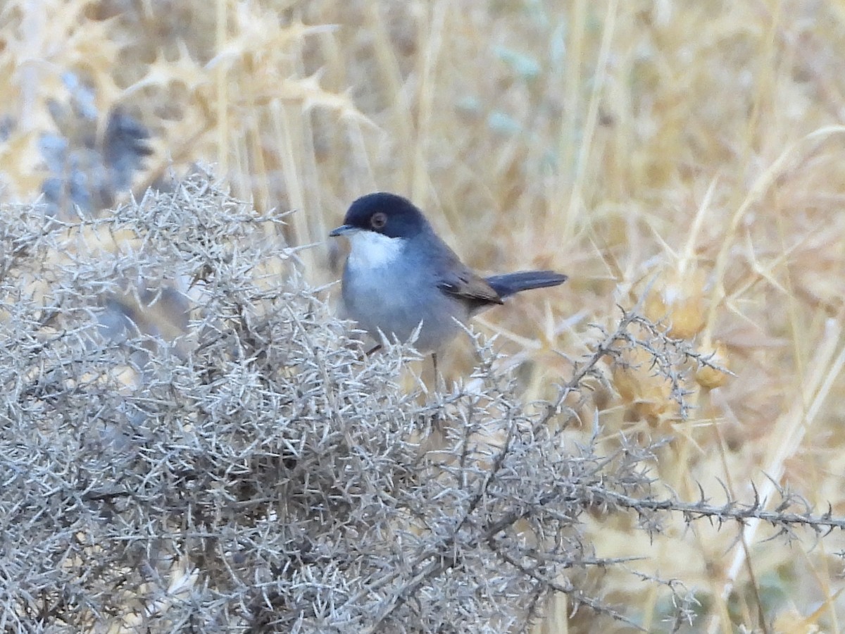 Sardinian Warbler - ML642400463