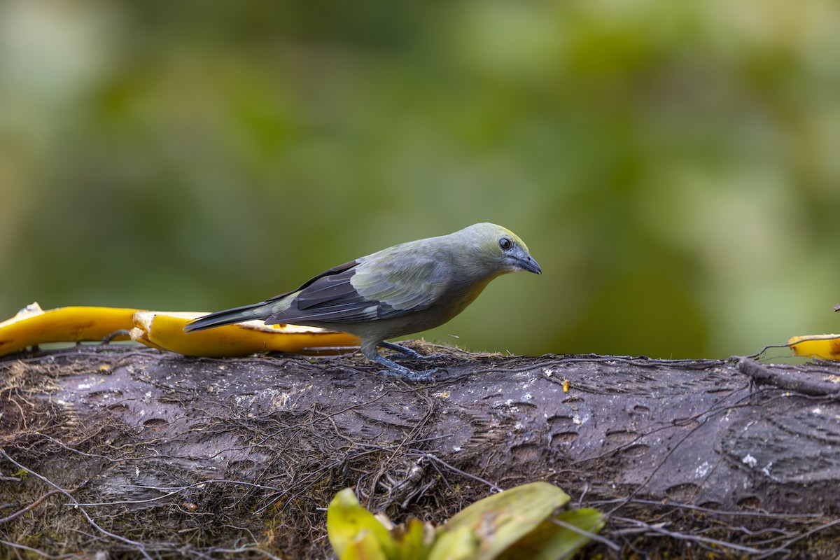 Palm Tanager - ML642400465