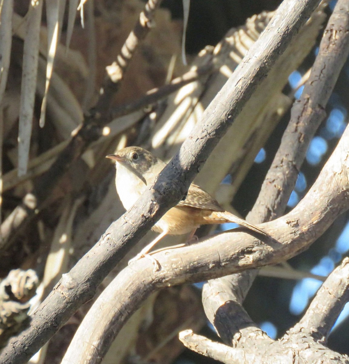 Southern House Wren - ML642400472