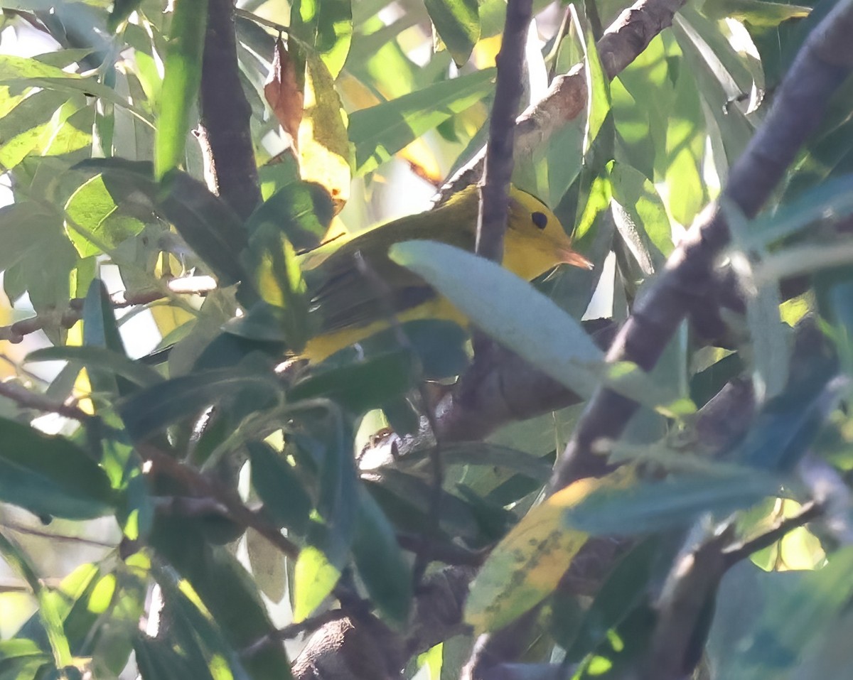 Wilson's Warbler - ML642400473