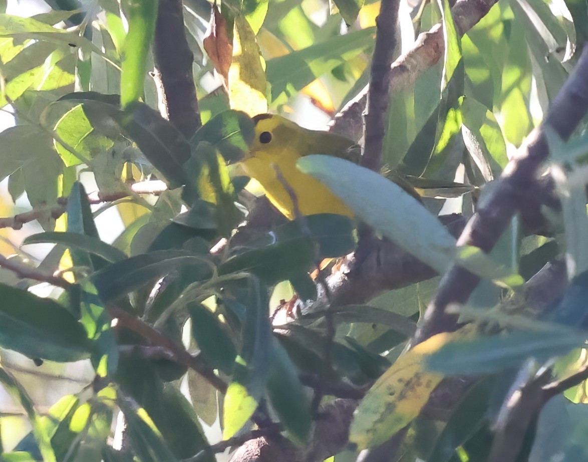 Wilson's Warbler - ML642400474
