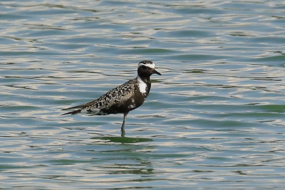 American Golden-Plover - ML642400481