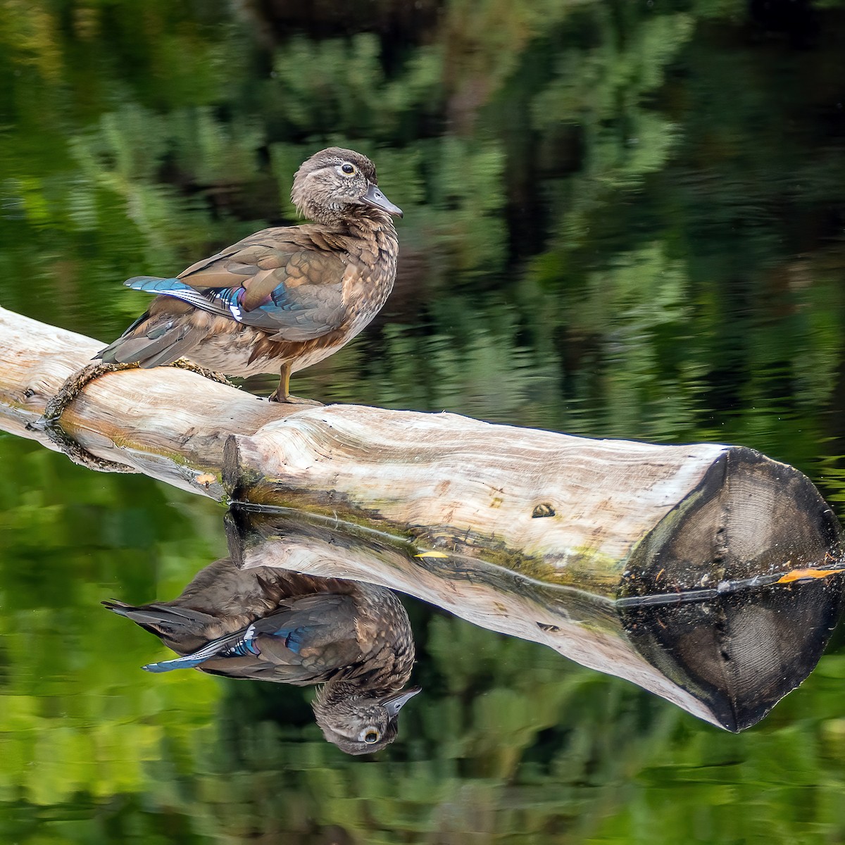 Wood Duck - ML642400483