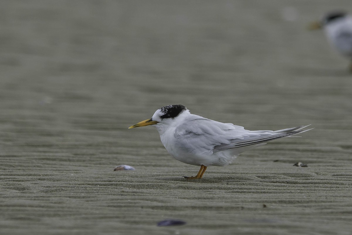 Australian Fairy Tern - Adam Fry