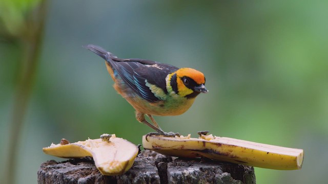Flame-faced Tanager - ML642400534