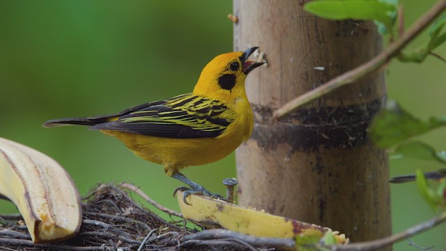 Golden Tanager - ML642400565