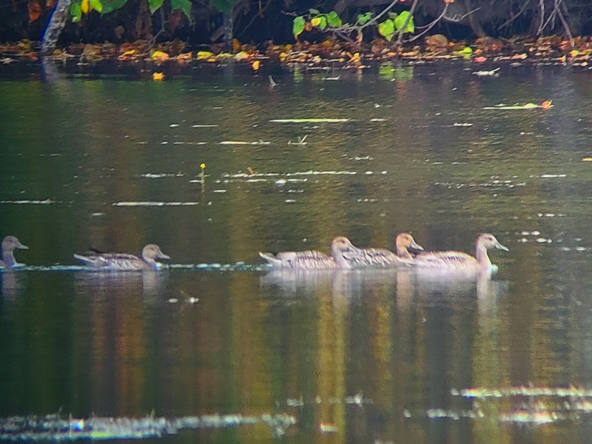 Codone - ML642400570