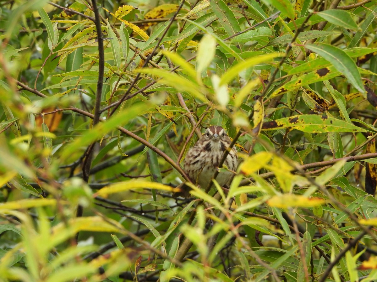 Song Sparrow - ML642400576