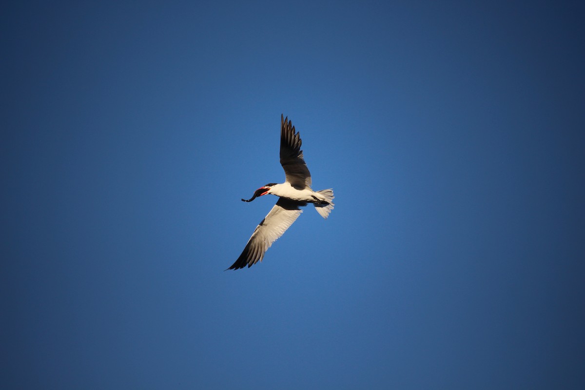 Caspian Tern - ML642400578